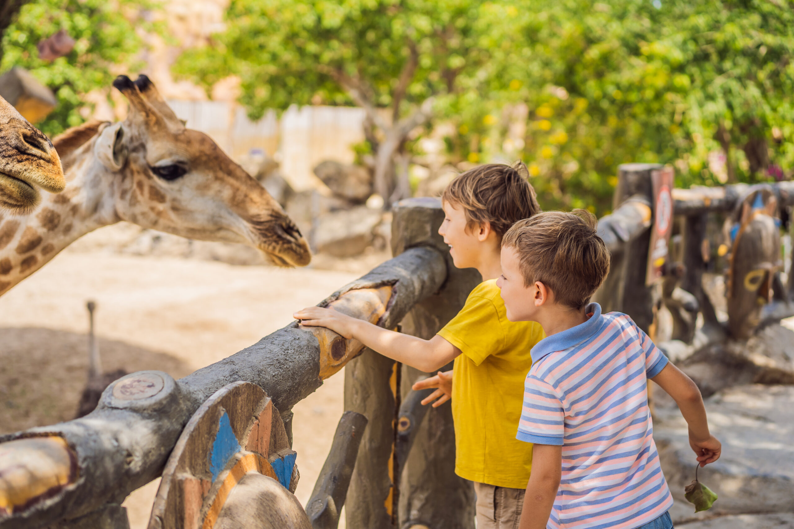 zoo